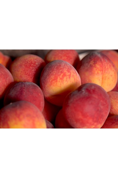 Персик червонолистий Стіллет плоди